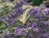 Lavanda casa margherita grožnjan grisignana istra istria