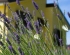 Lavanda casa margherita grožnjan grisignana istra istria